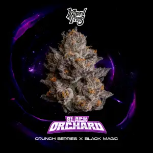 Black Orchard